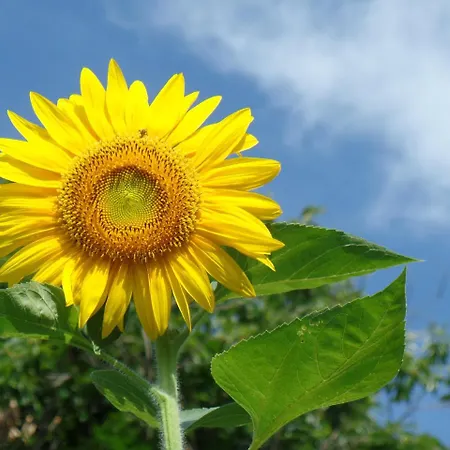 Poggiolindo Alojamento de Acomodação e Pequeno-almoço