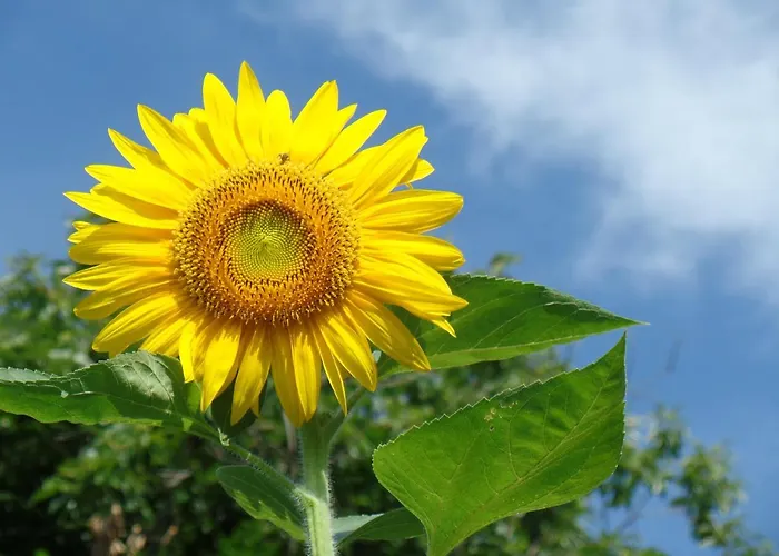 Poggiolindo 住宿加早餐酒店